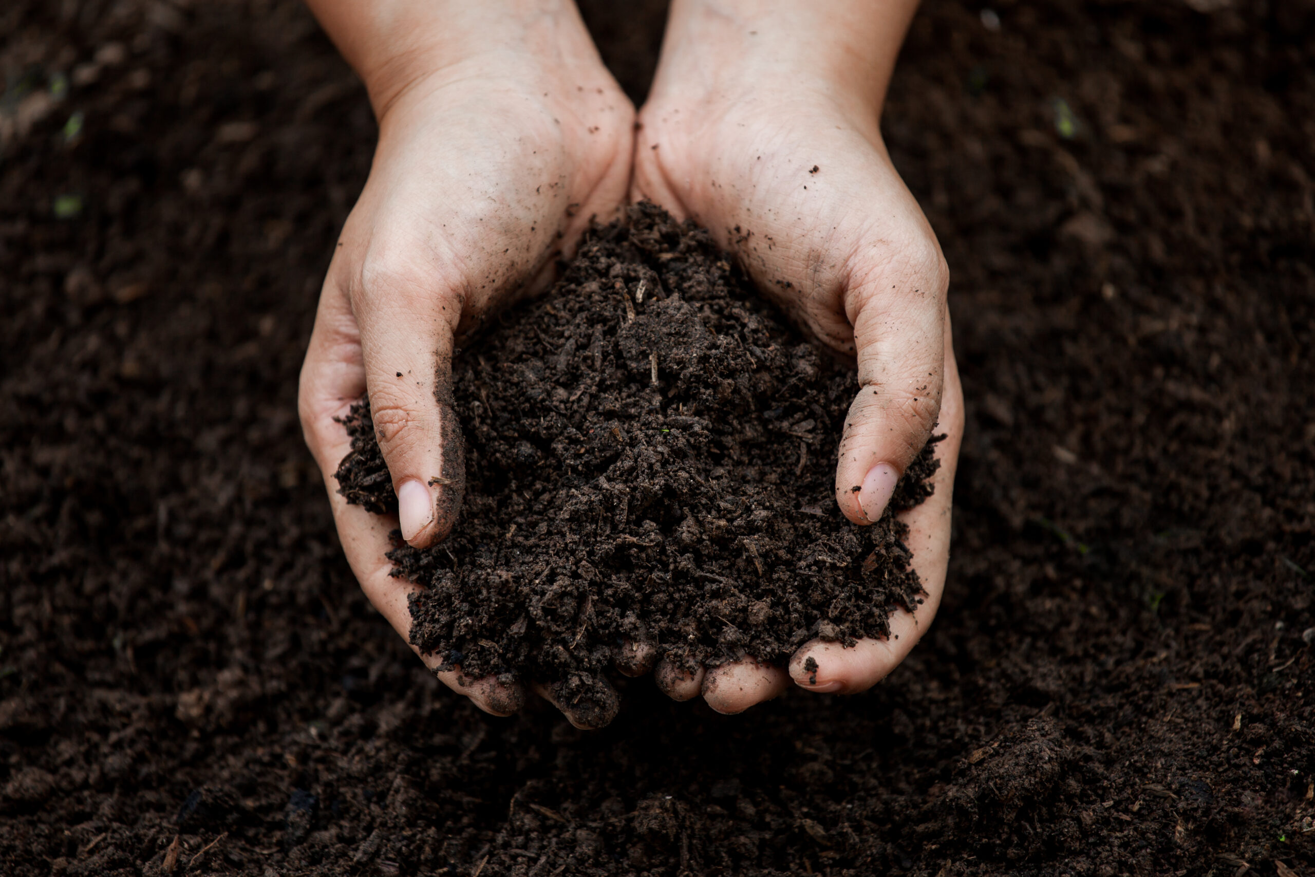 hands holding clean soil